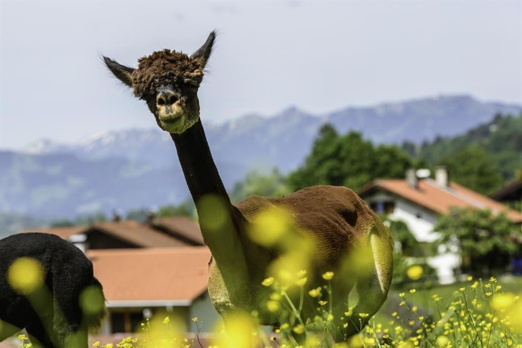 Alpakahof Wechs Villa Bad Hindelang Buitenkant foto