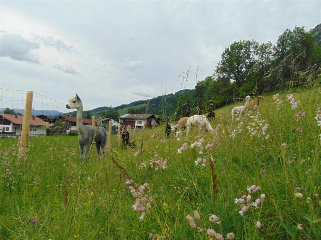 Alpakahof Wechs Villa Bad Hindelang Buitenkant foto